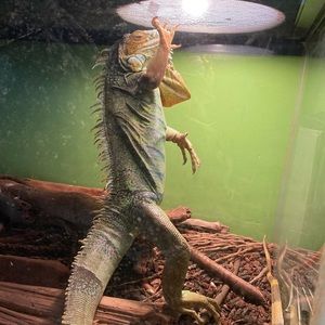 Meet your Posher, Mick